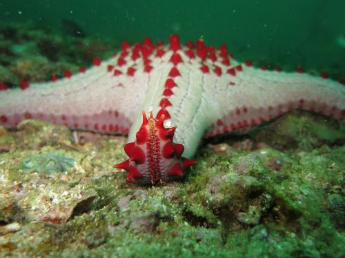 starfish echinoderm sea star