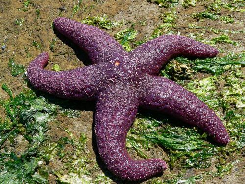 starfish sea sea animal