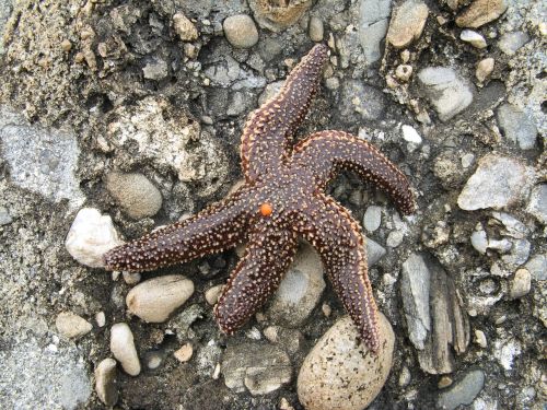 starfish beach rocks