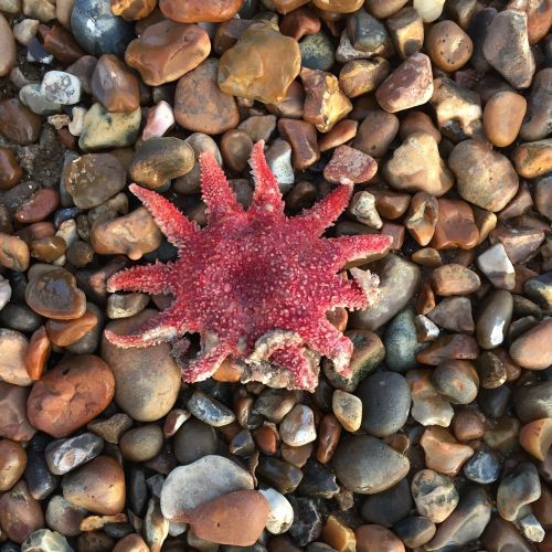 starfish pebbles sea