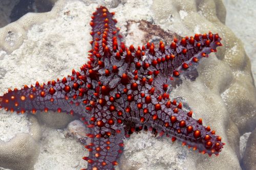 Starfish