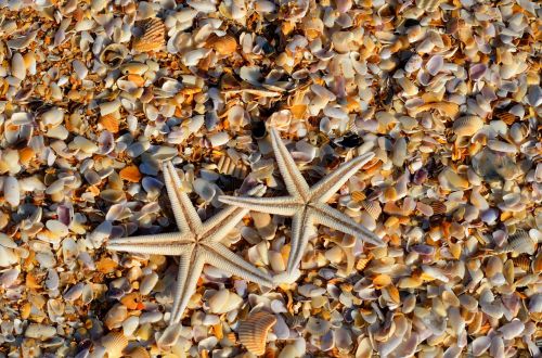 starfish sea life animal