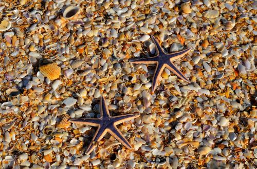 starfish wildlife nature