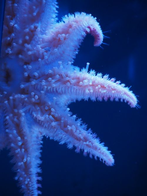 starfish sea nature