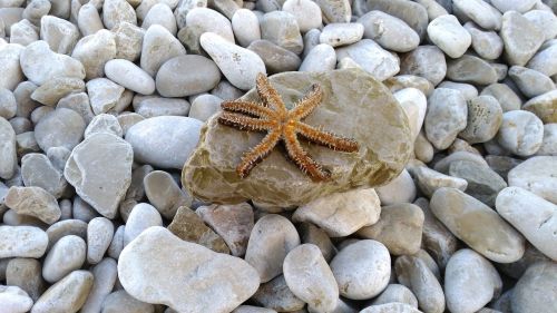 starfish animals sea