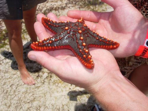 starfish africa nature