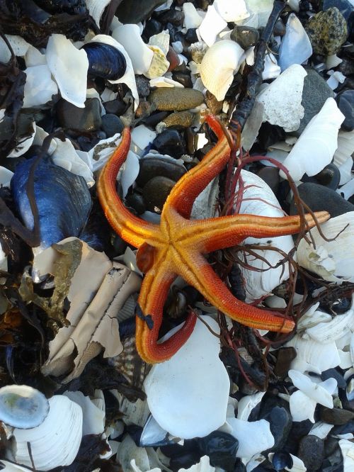 starfish ocean shells