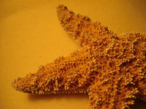 starfish orange close