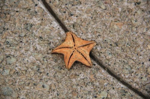 starfish sea star colorful