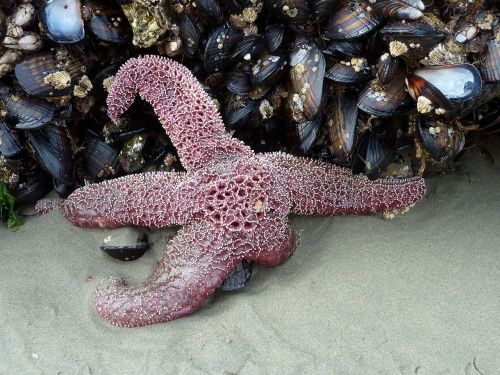 starfish mussels beach