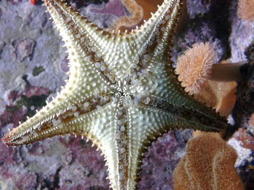 starfish water sea