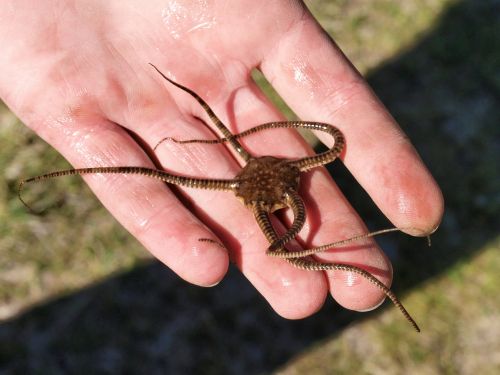 starfish hand bright serpent star