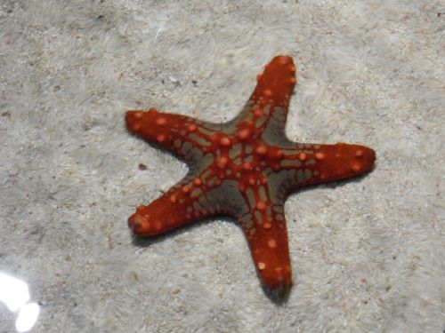 starfish red water