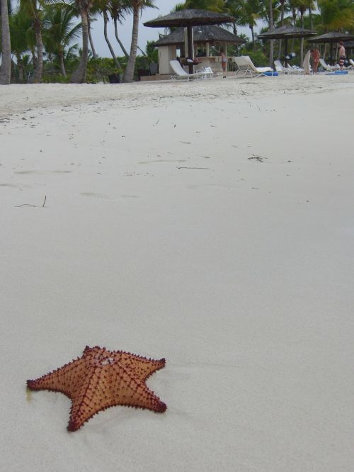 starfish beach sand