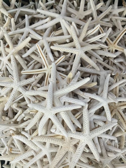 starfish star fish