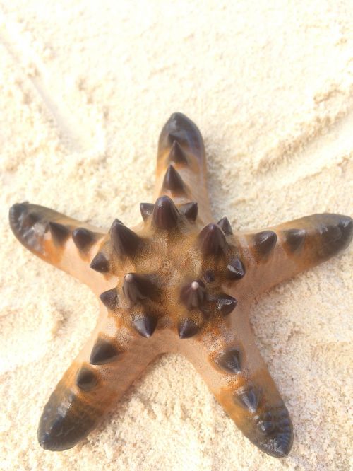 starfish beach white sand