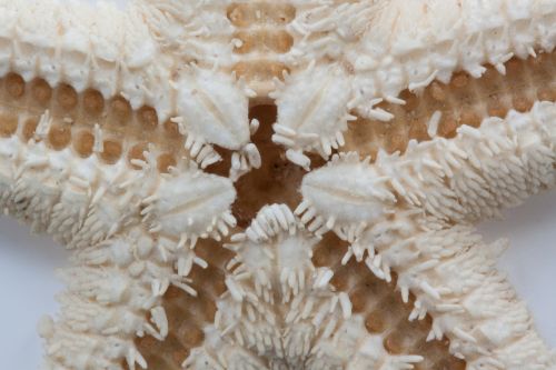 starfish asteroidea echinoderms sea