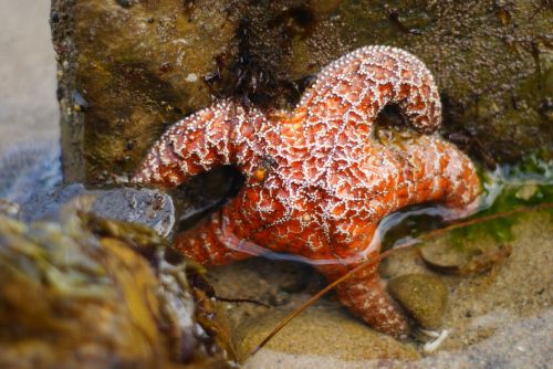 starfish ocean tidepoon