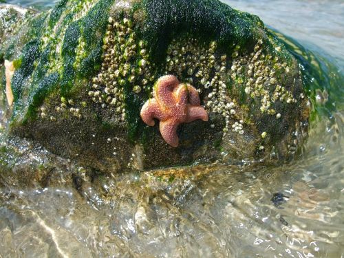 starfish sea water