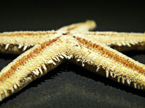 starfish star sea