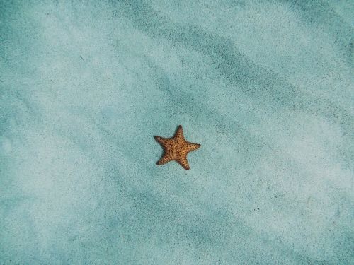 starfish sand sandy