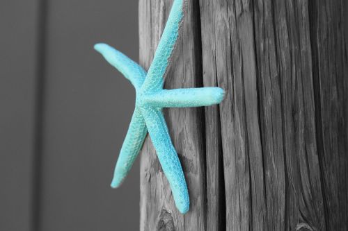 starfish ocean star