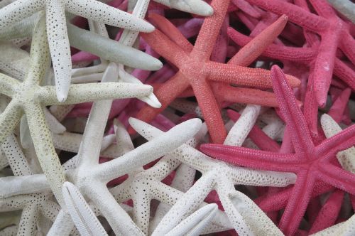 starfish ocean sea