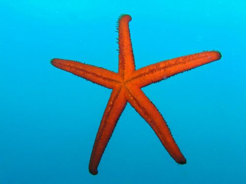 starfish diving underwater