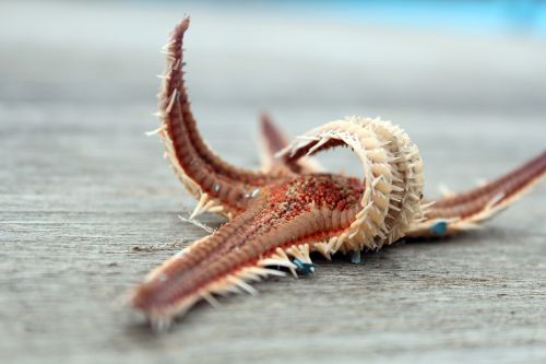 starfish dry sea animal