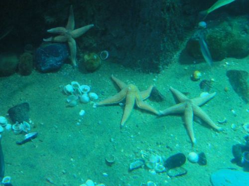 starfish underwater scuba