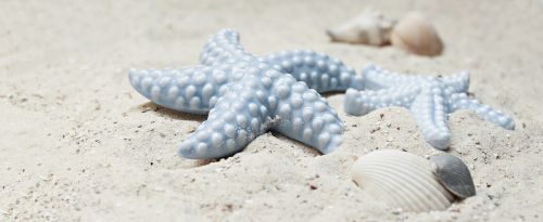 starfish mussels sand