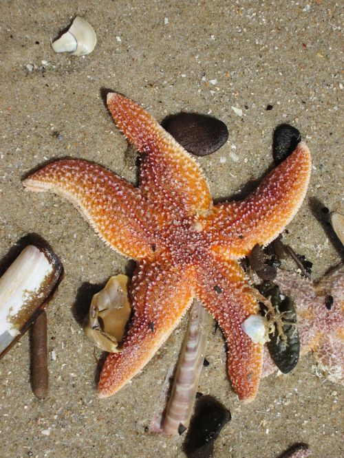 starfish beach sea