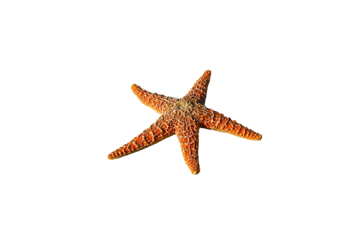 starfish spur sea