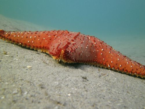 starfish scuba sea