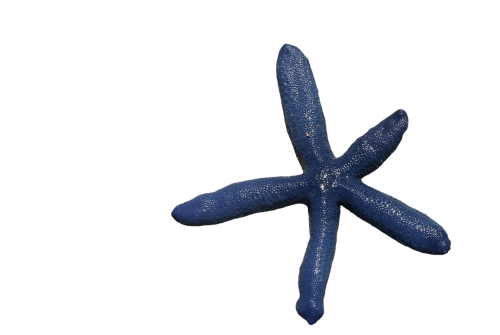 starfish spur sea