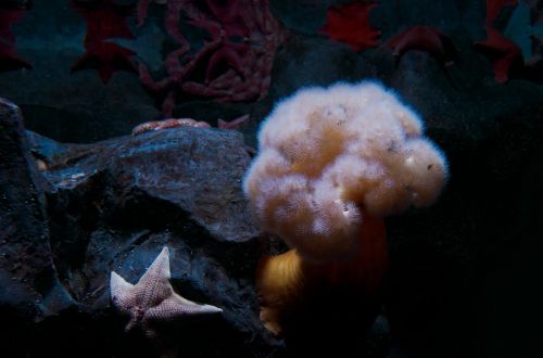 starfish sea marine