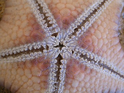 starfish close macro