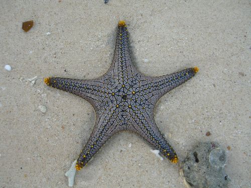 starfish marine life public record