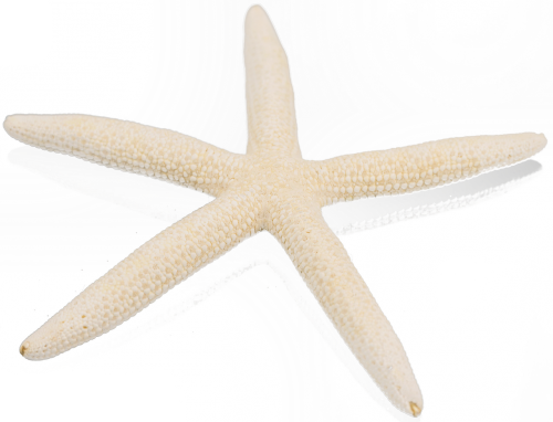 starfish white dorthy roi