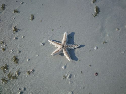 starfish beach nature