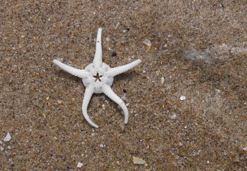starfish seashore sand