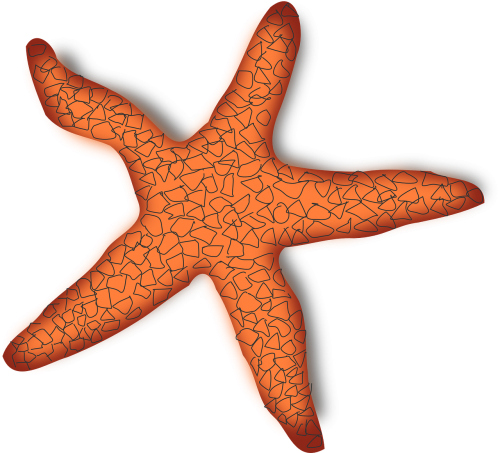 starfish marine creature