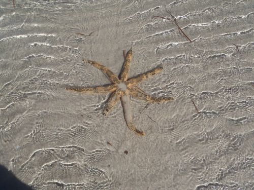 starfish sea ebb