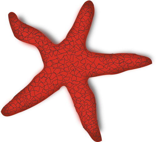 starfish fish sea