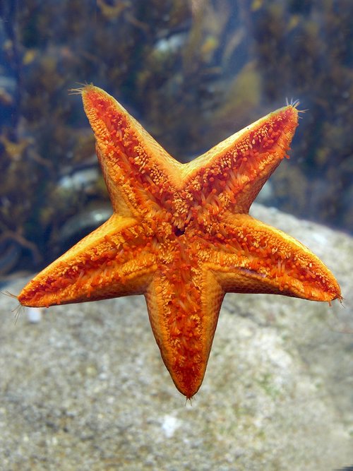 starfish  echinoderm  nature