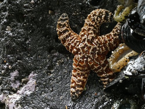 starfish  ocean  beach