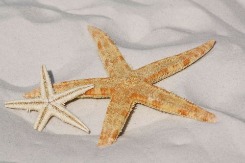 starfish sand beach