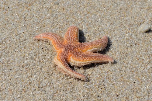 starfish  sand  beach
