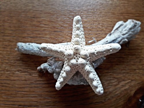 starfish  sea  nature