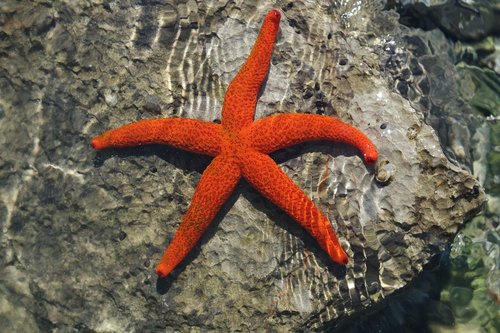 starfish  holiday  sea